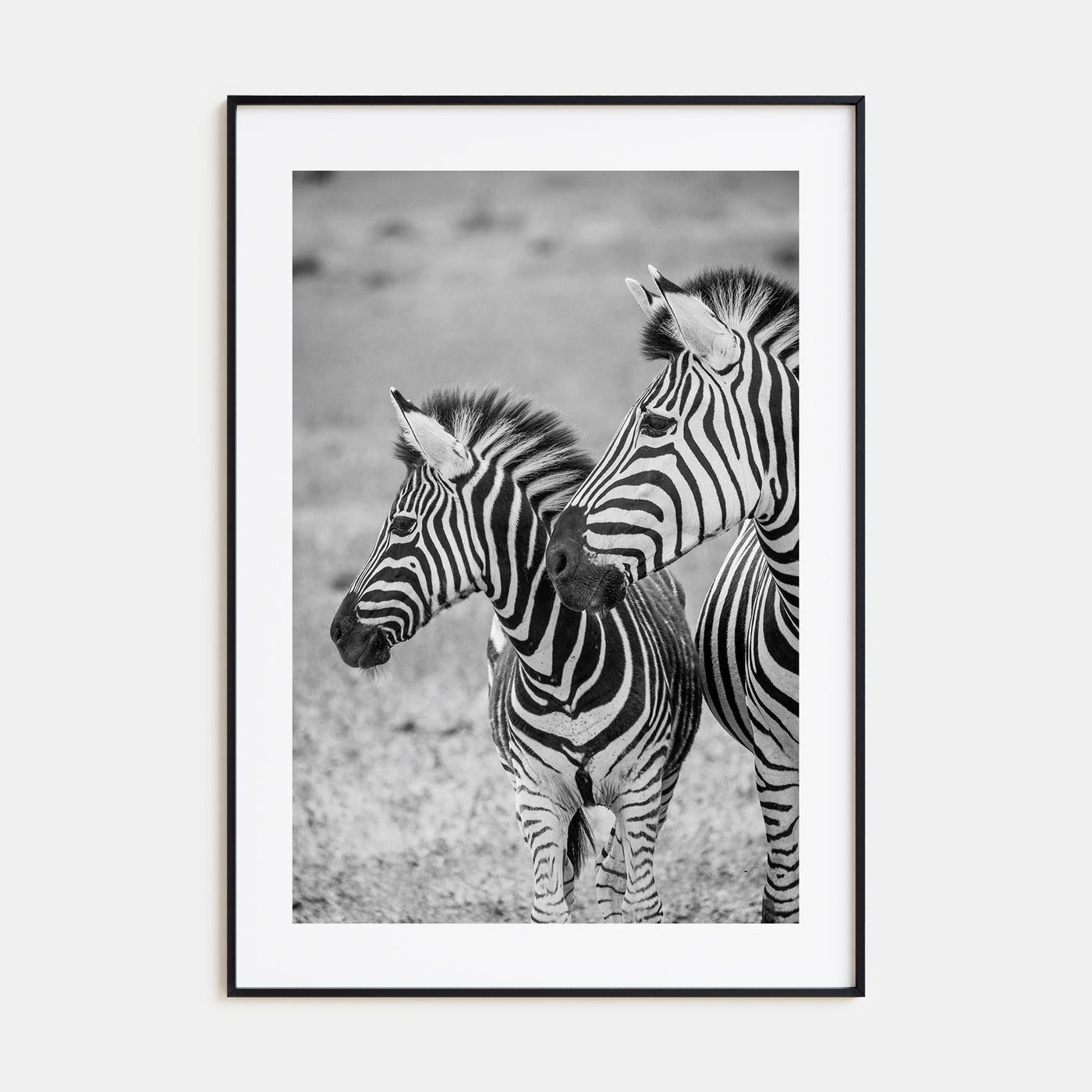 Zebra Photo B&W No 2 Poster