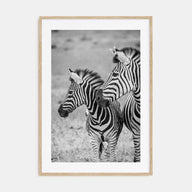 Zebra Photo B&W No 2 Poster