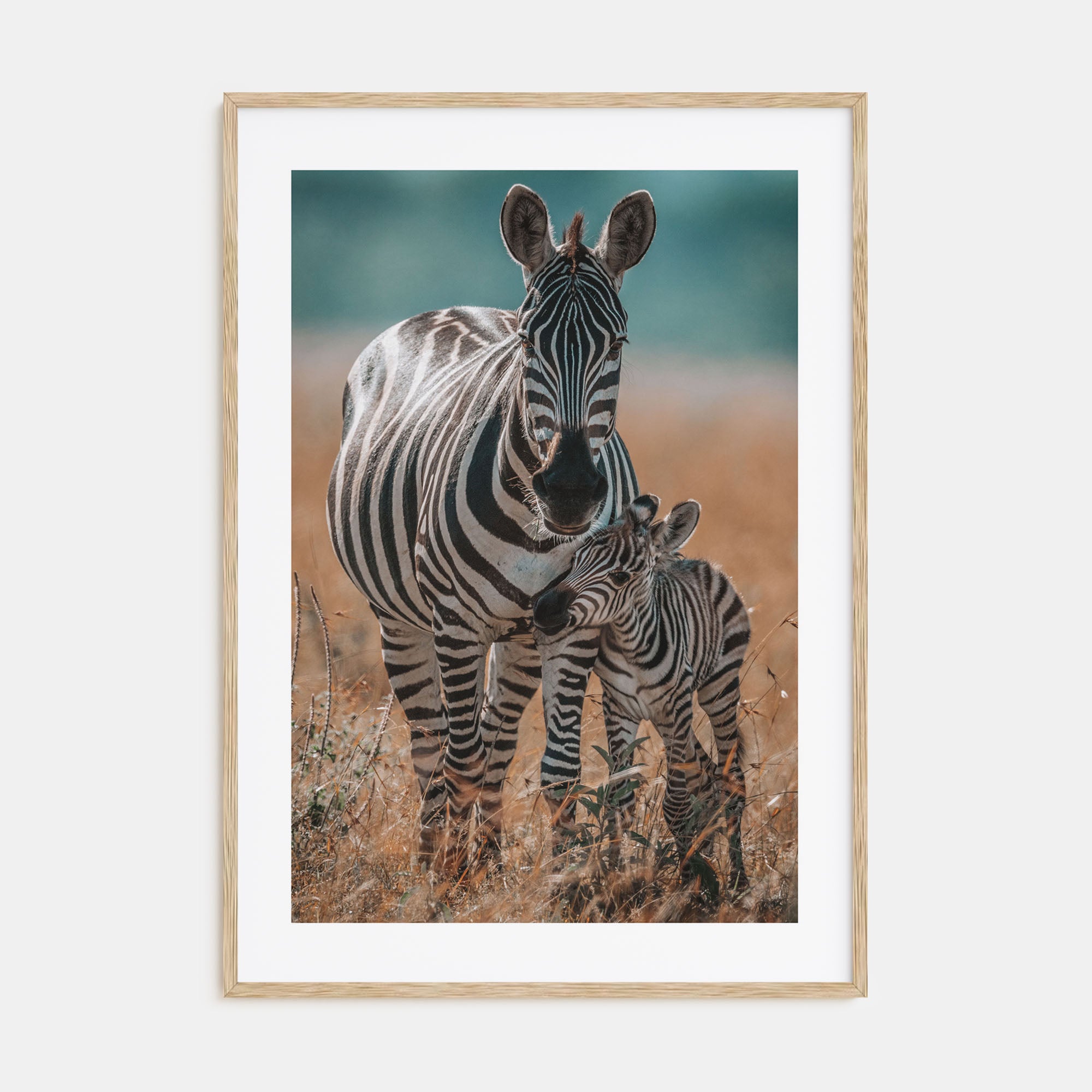 Zebra Photo Color No 1 Poster