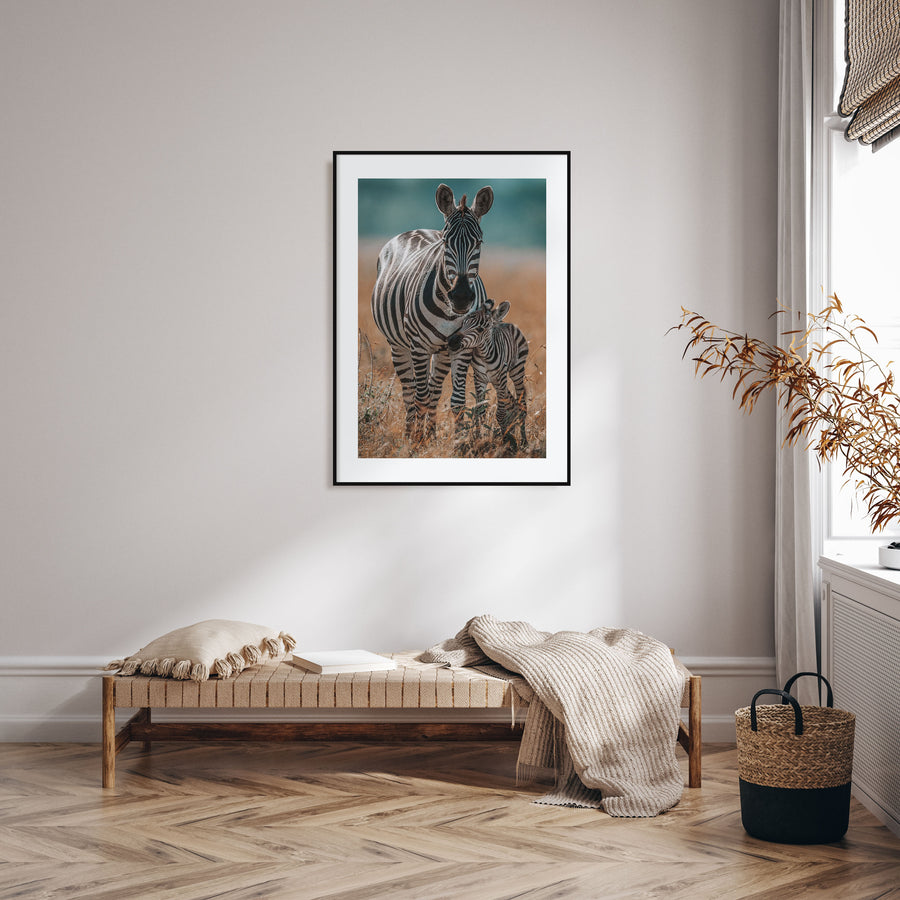 Zebra Photo Color No 1 Poster