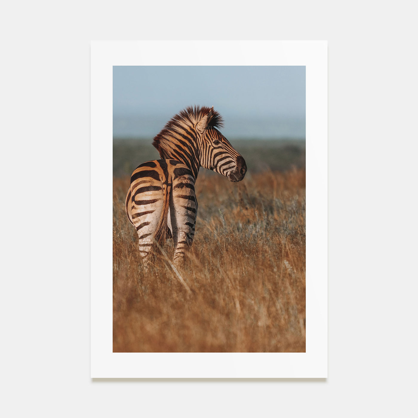Zebra Photo Color No 2 Poster