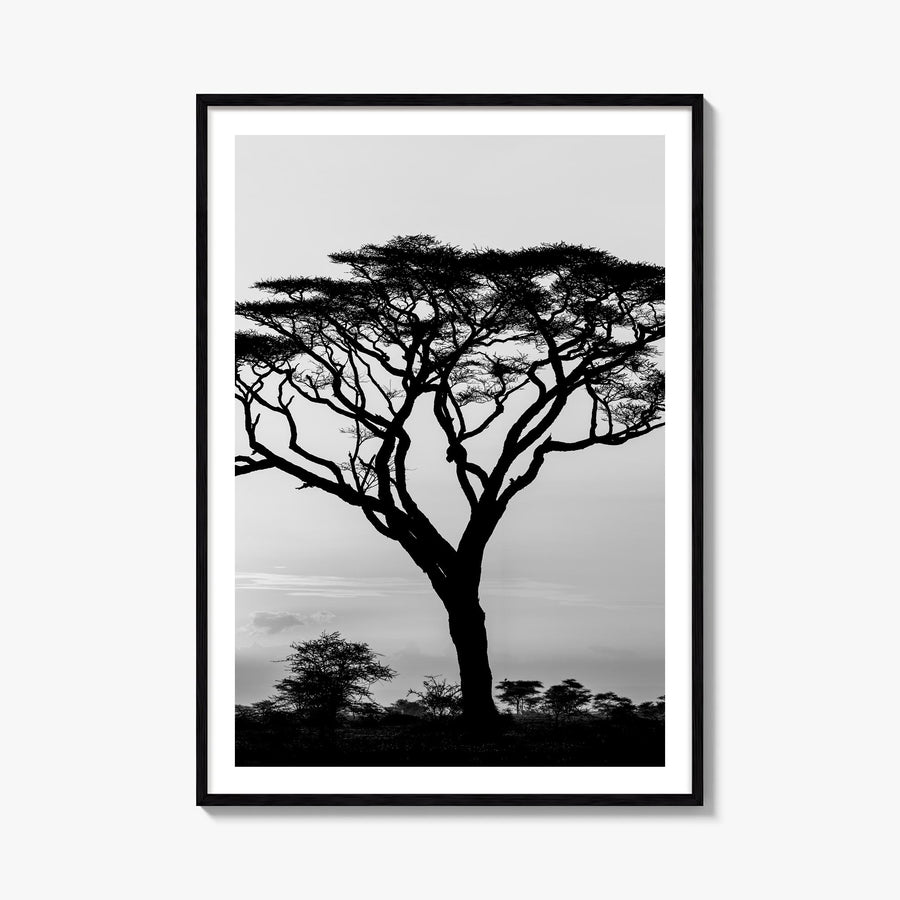 Acacia Tree black & white photo poster – vertical wall art, unframed print shown in interior mockup