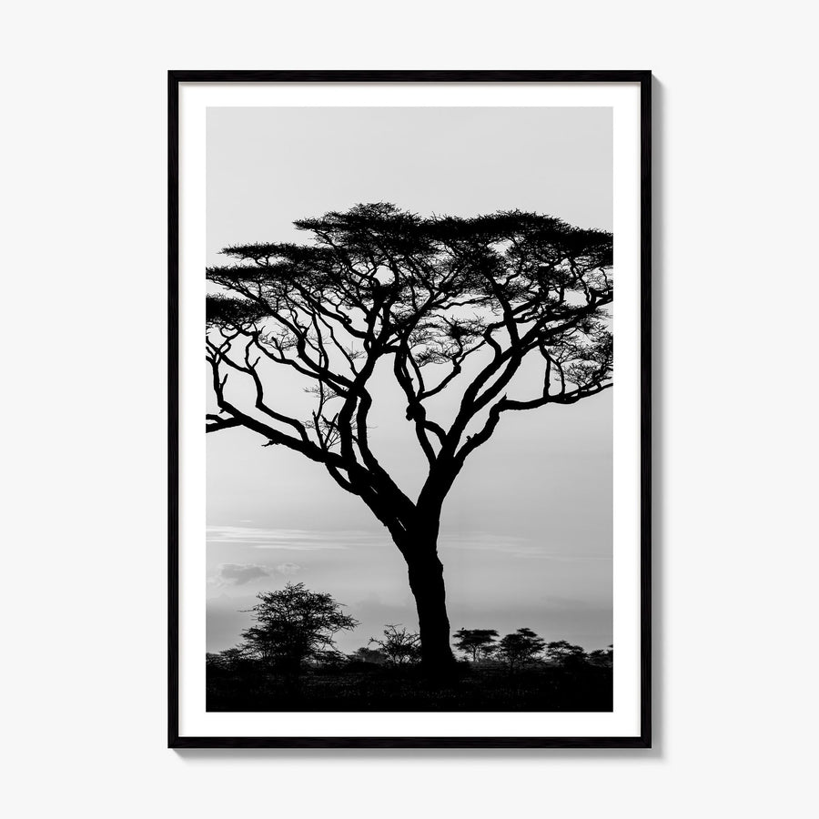 Acacia Tree Photo Poster, framed poster mockup, white border