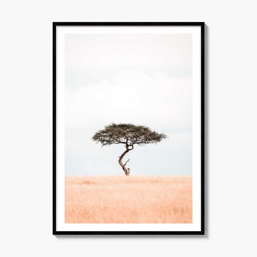 Acacia Tree Photo No 1 Poster, framed poster mockup, white border