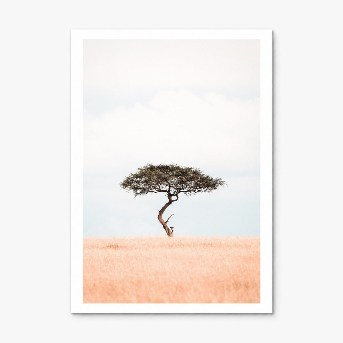 Acacia Tree Photo No 1 Poster, print only (unframed), white border