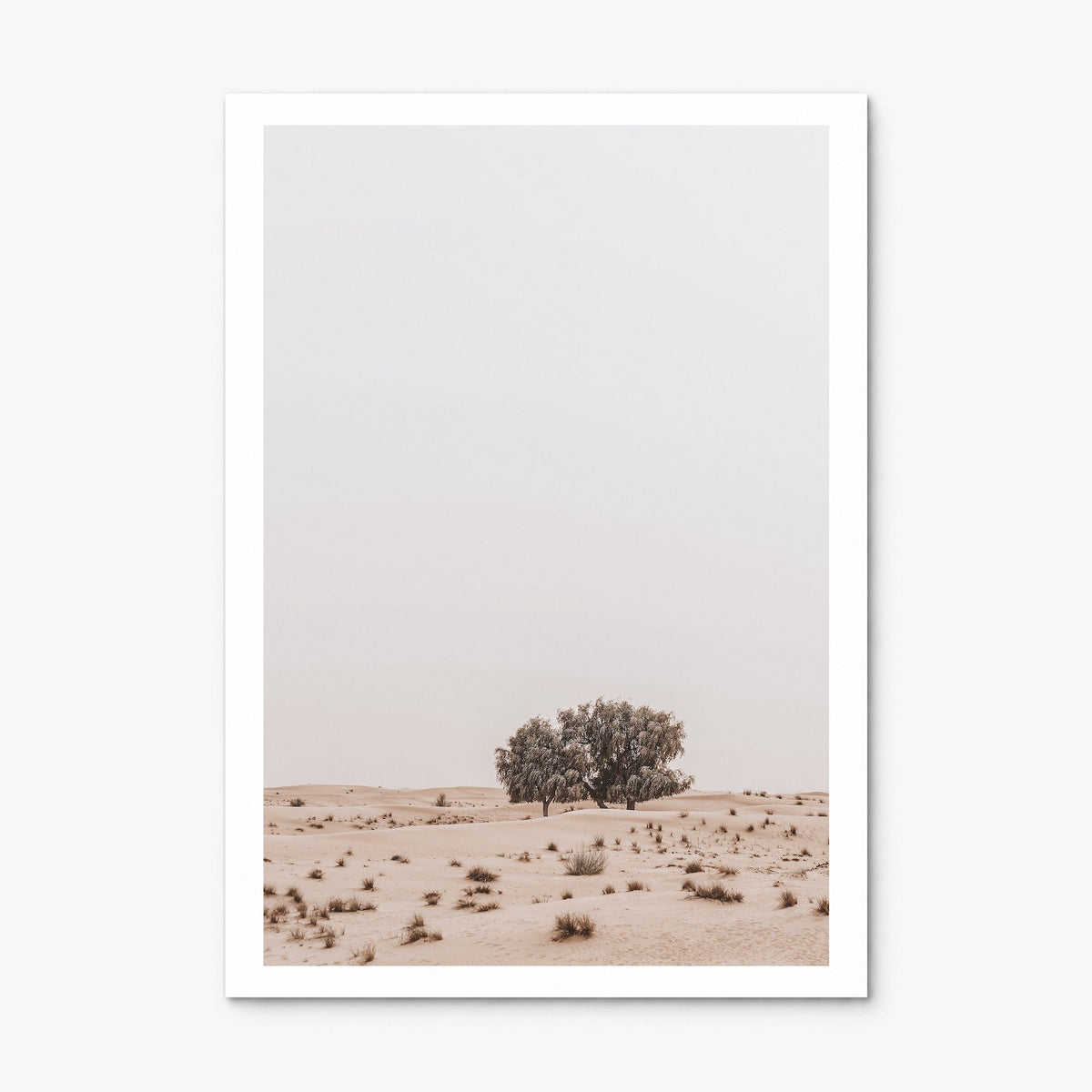 Acacia Tree Photo No 2 Poster, print only (unframed), white border