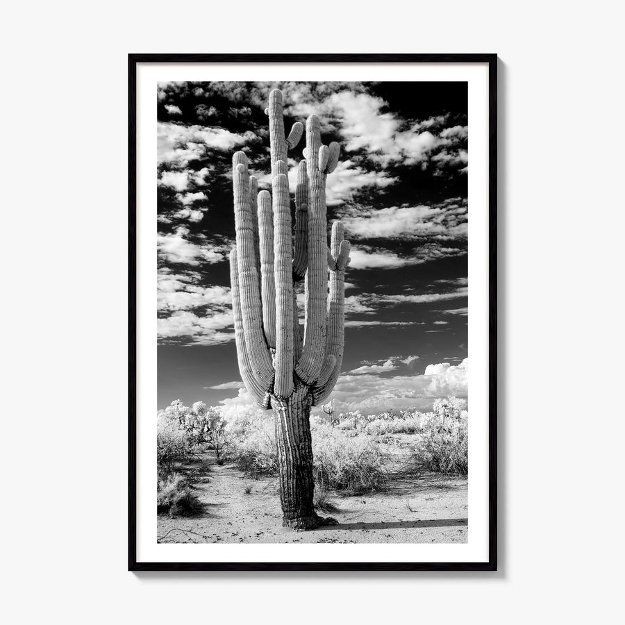 Arizona Photo No 2 Poster, framed poster mockup, white border