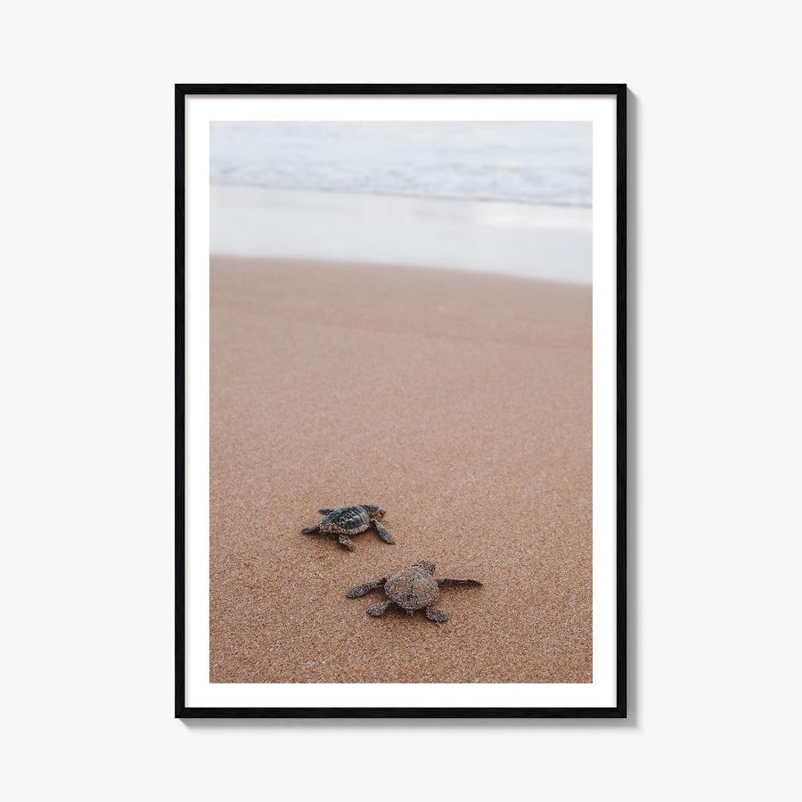 Baby Turtles no. 1 colorful photo poster – vertical wall art, unframed print shown in interior mockup