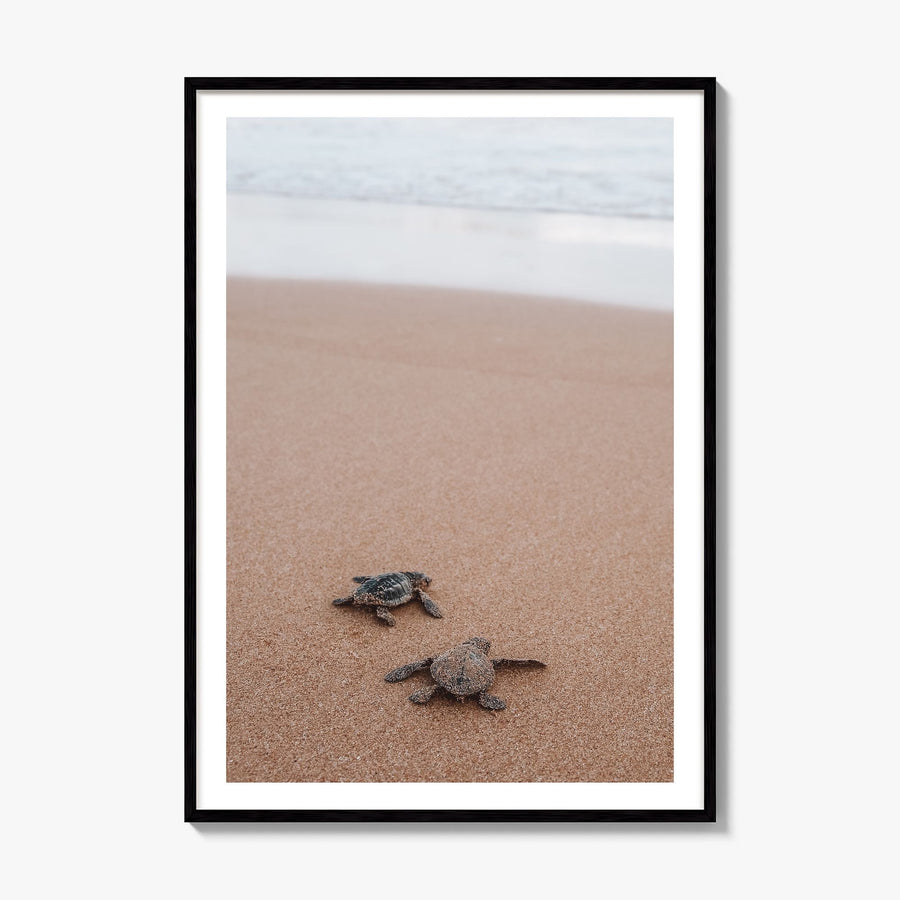 Baby Turtles Photo No 1 Poster, framed poster mockup, white border