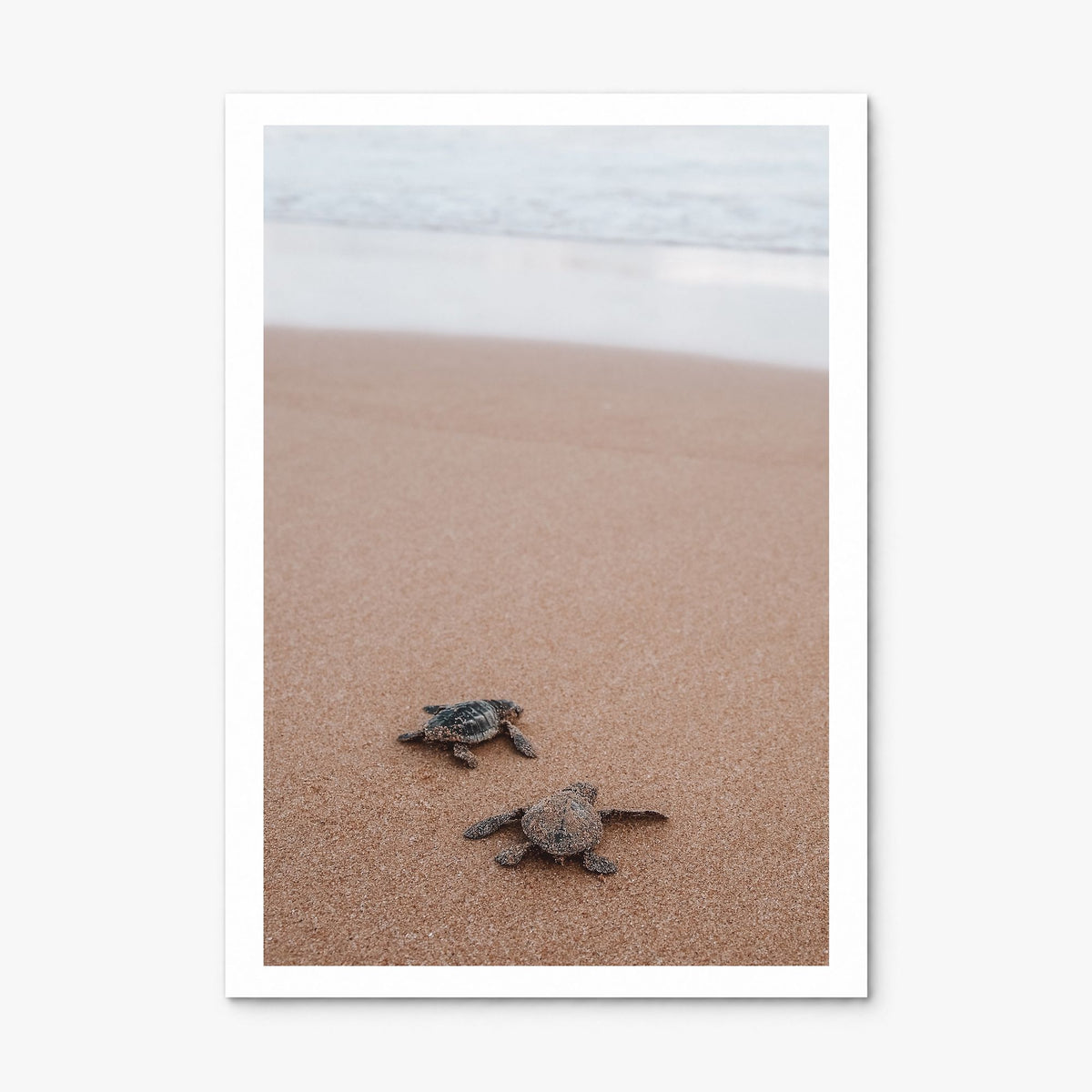 Baby Turtles Photo No 1 Poster, print only (unframed), white border