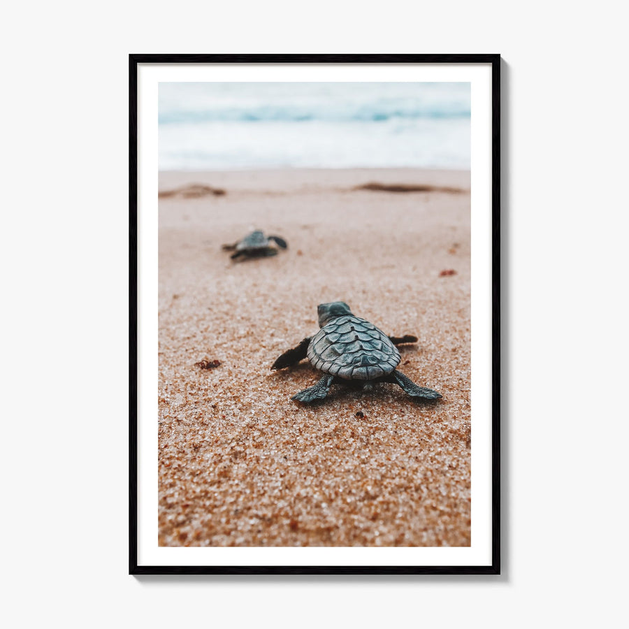 Baby Turtles Photo No 2 Poster, framed poster mockup, white border