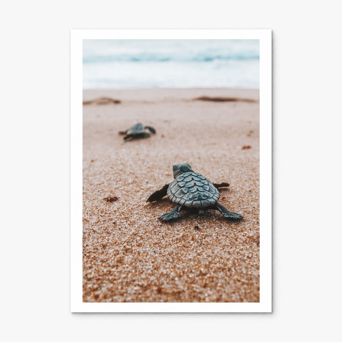 Baby Turtles Photo No 2 Poster, print only (unframed), white border