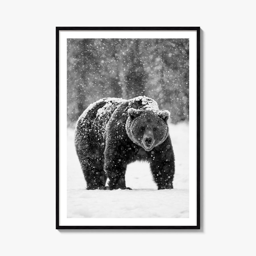 Bear no. 2 black & white photo poster – vertical wall art, unframed print shown in interior mockup