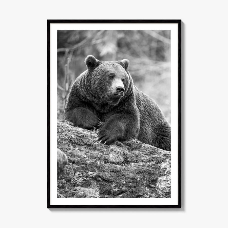 Bear Photo No 1 Poster, framed poster mockup, white border