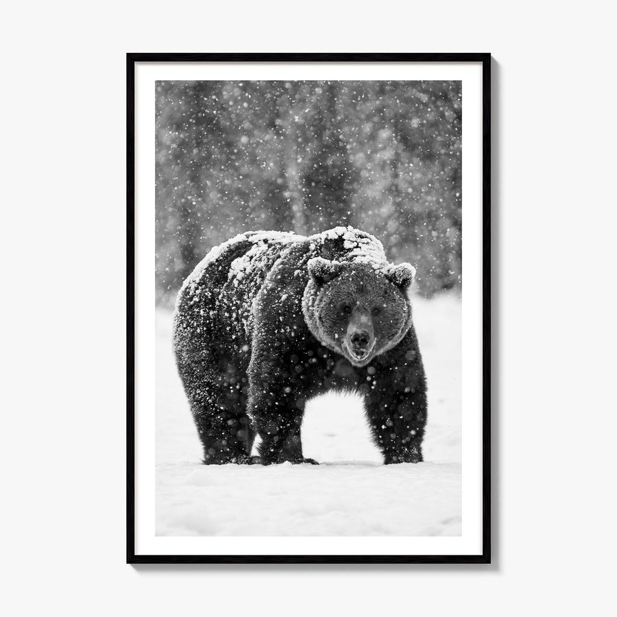 Bear Photo No 2 Poster, framed poster mockup, white border