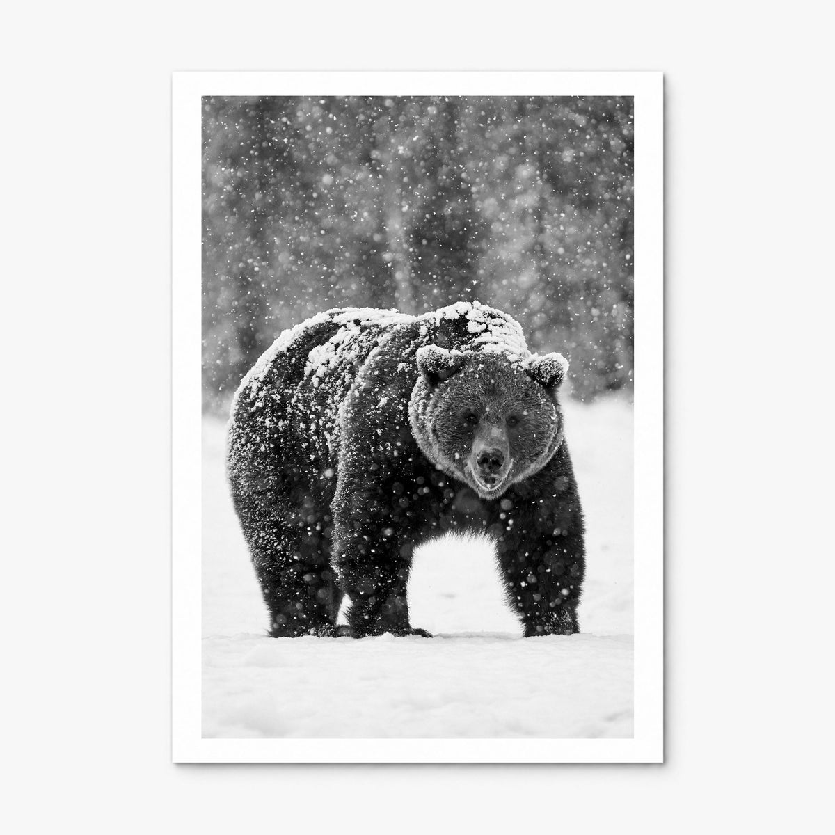 Bear Photo No 2 Poster, print only (unframed), white border