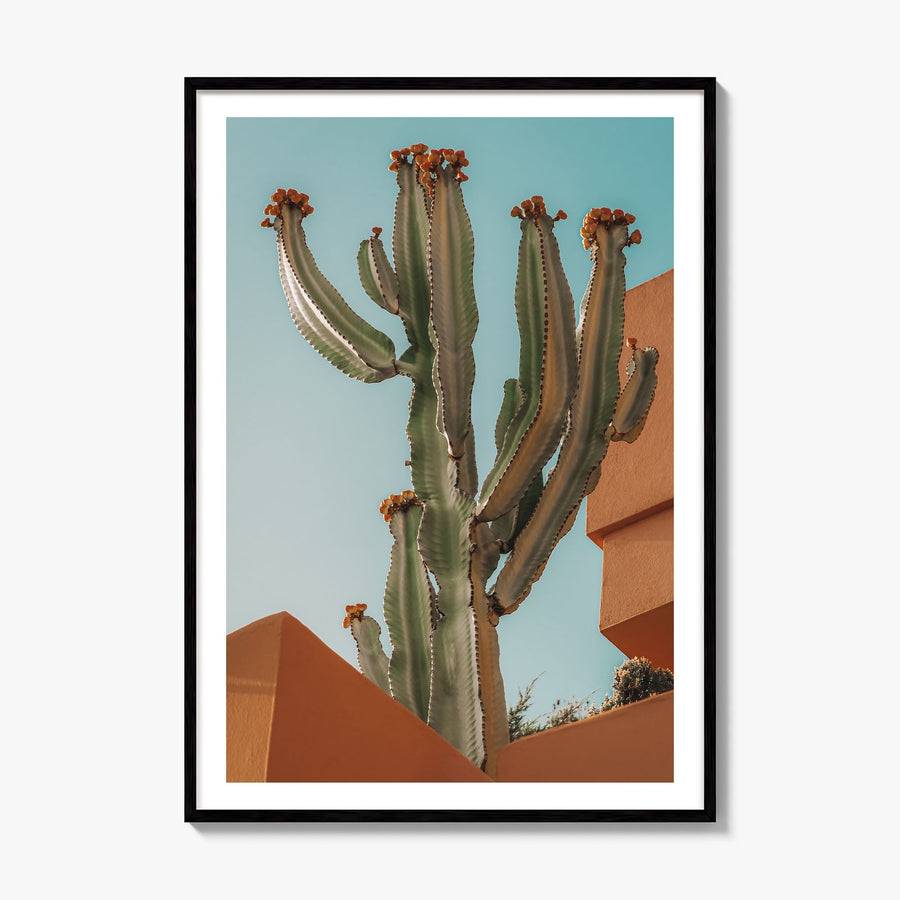 Blooming Cactus Sandy Walls Photo Poster, framed poster mockup, white border