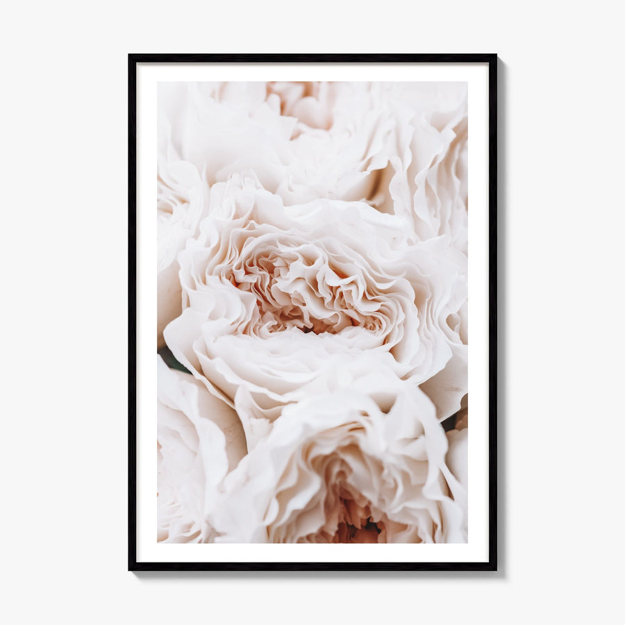 Blossoming Roses Photo Poster, framed poster mockup, white border