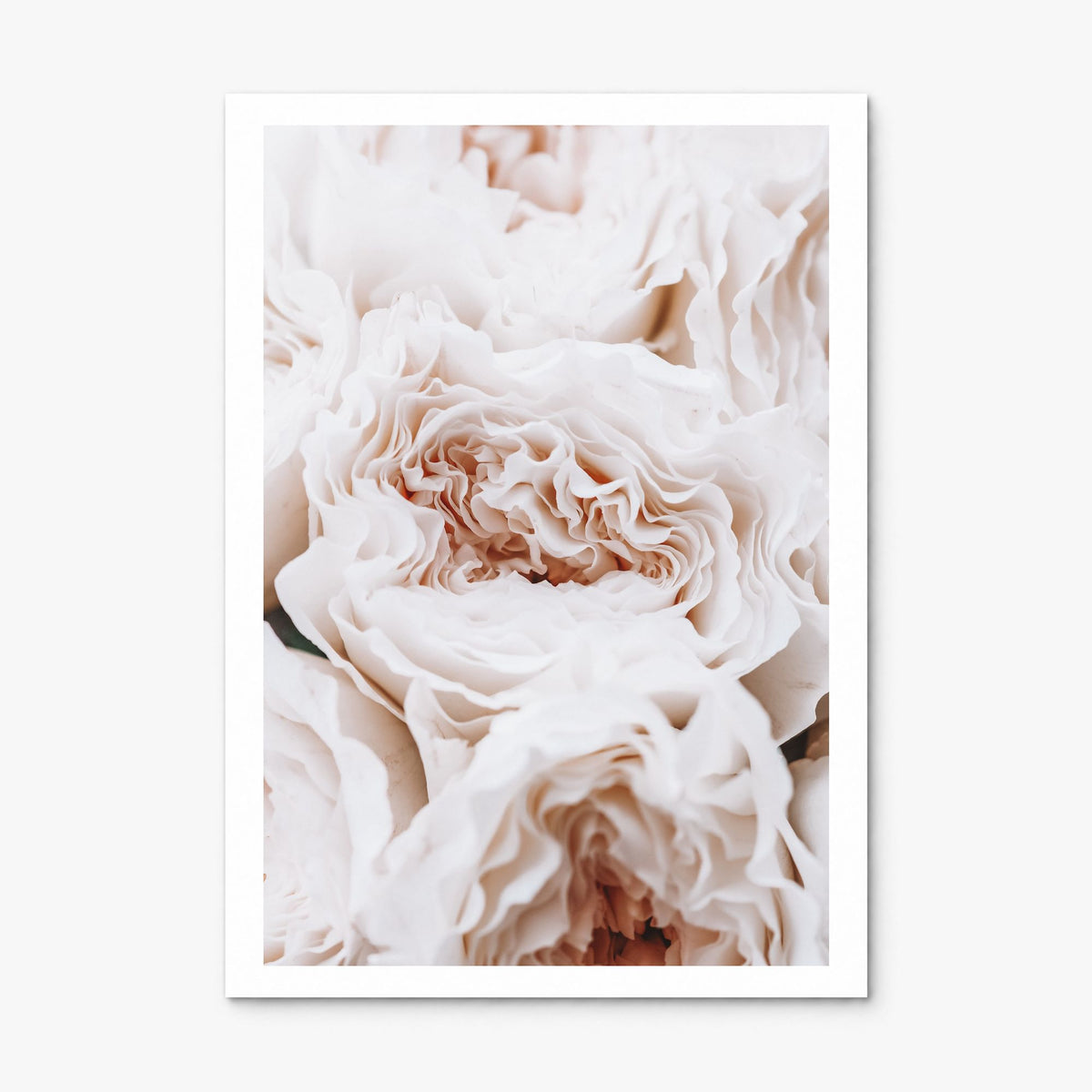 Blossoming Roses Photo Poster, print only (unframed), white border