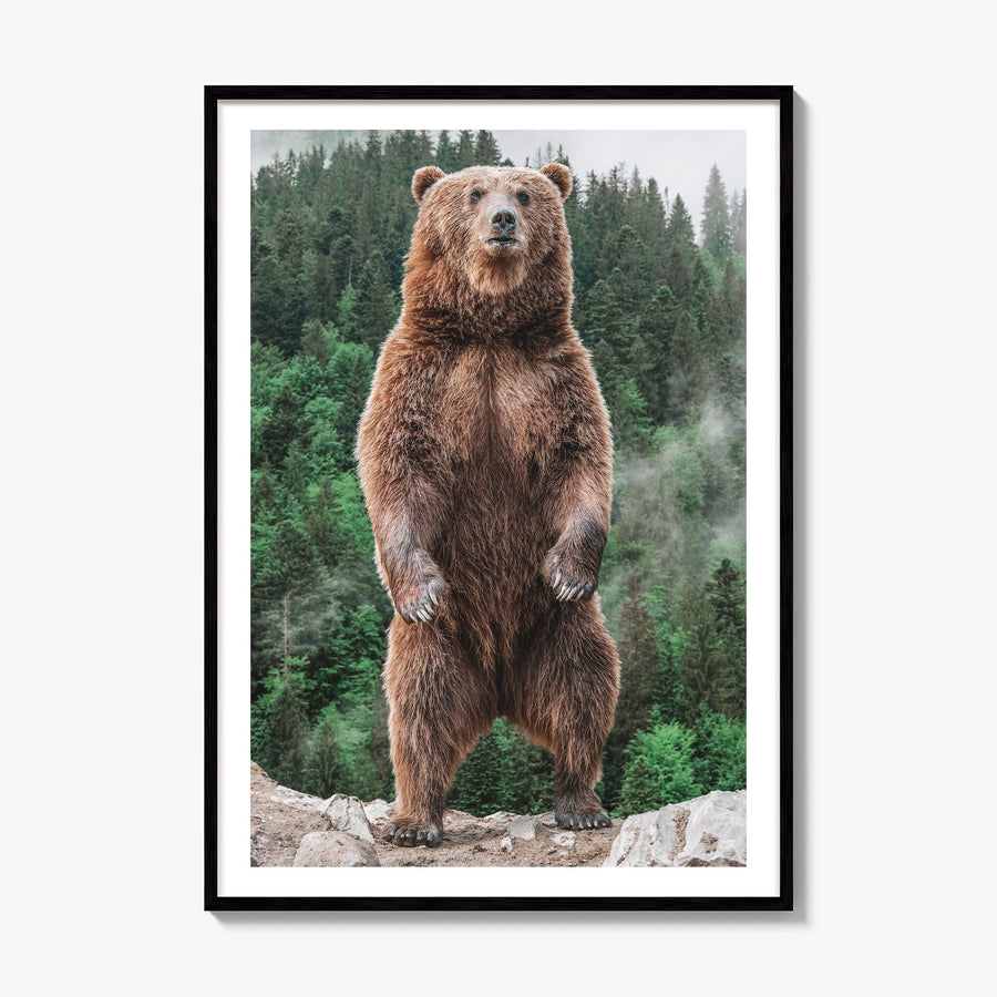 Brown Bear Photo No 1 Poster, framed poster mockup, white border
