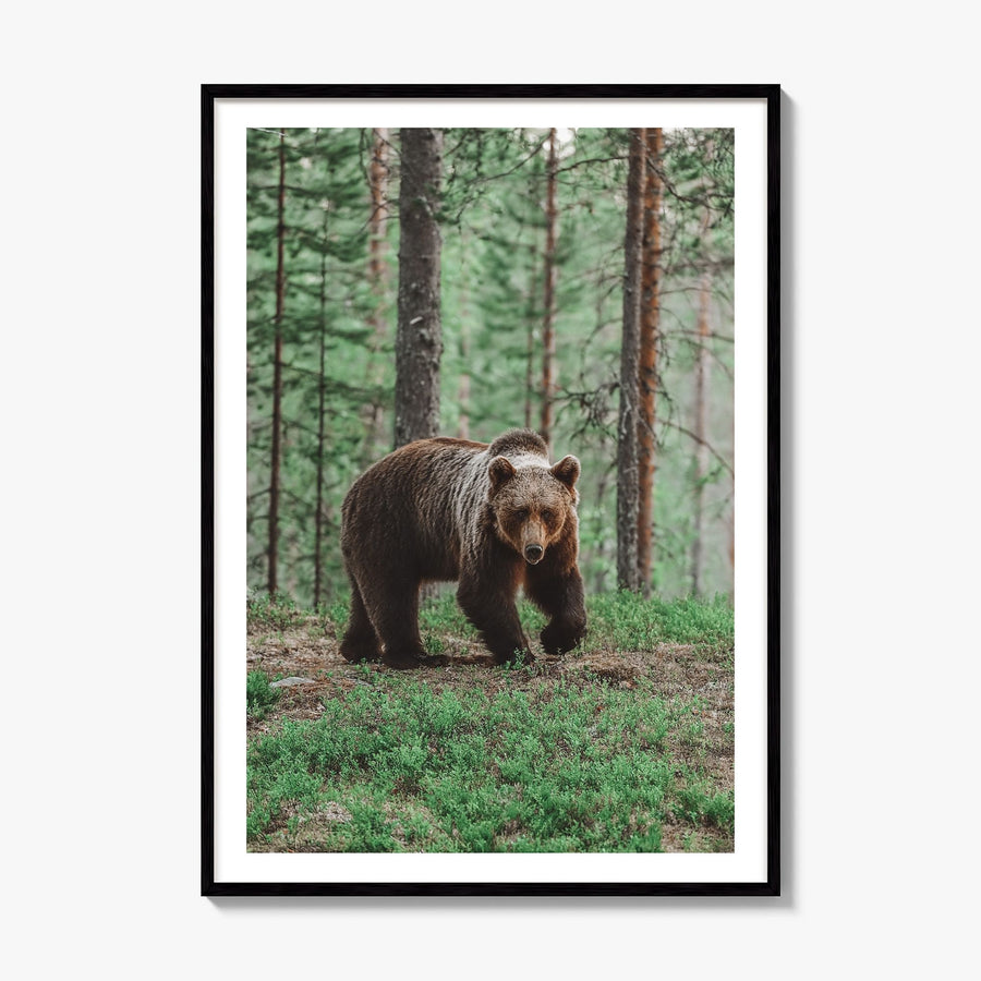 Brown Bear Photo No 2 Poster, framed poster mockup, white border
