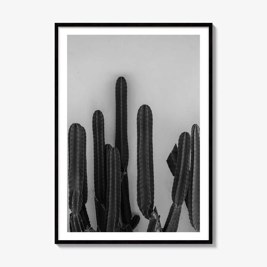 Cactus Photo No 2 Poster, framed poster mockup, white border