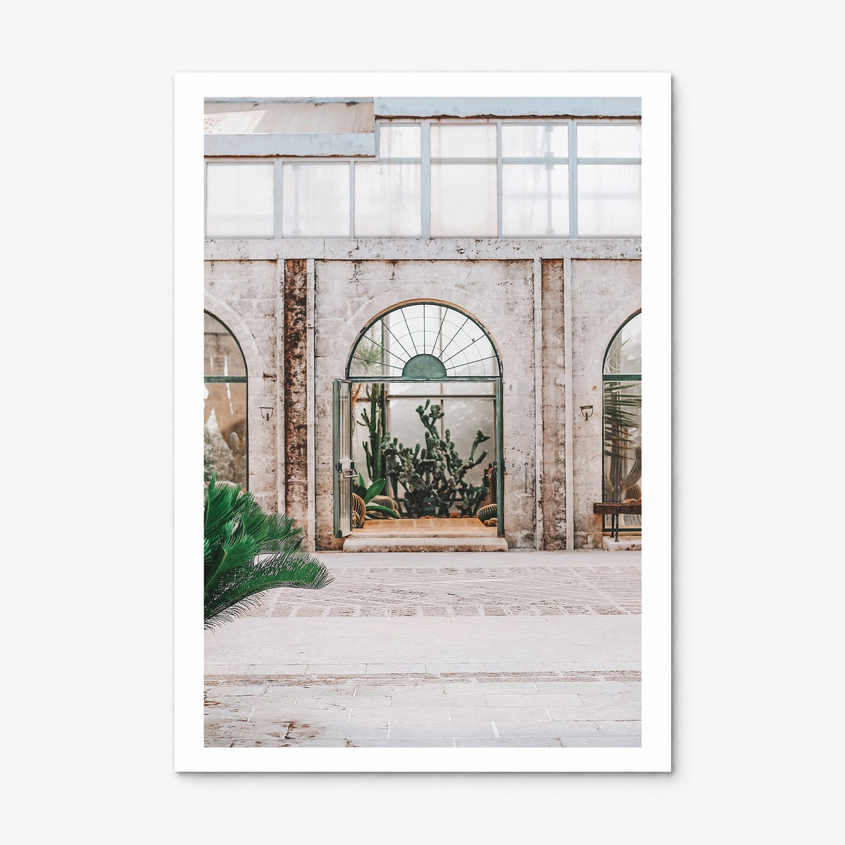 Cactus Photo No 4 Poster, print only (unframed), white border