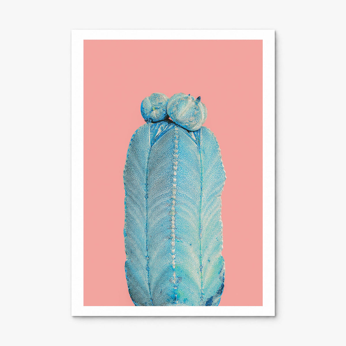 Cactus Photo No 5 Poster, print only (unframed), white border