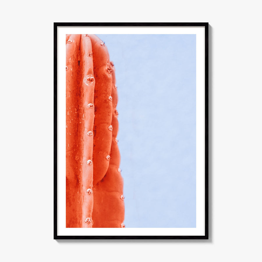Cactus Photo No 6 Poster, framed poster mockup, white border