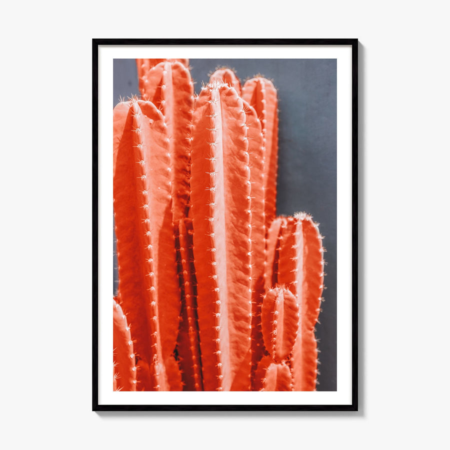 Cactus Photo No 7 Poster, framed poster mockup, white border