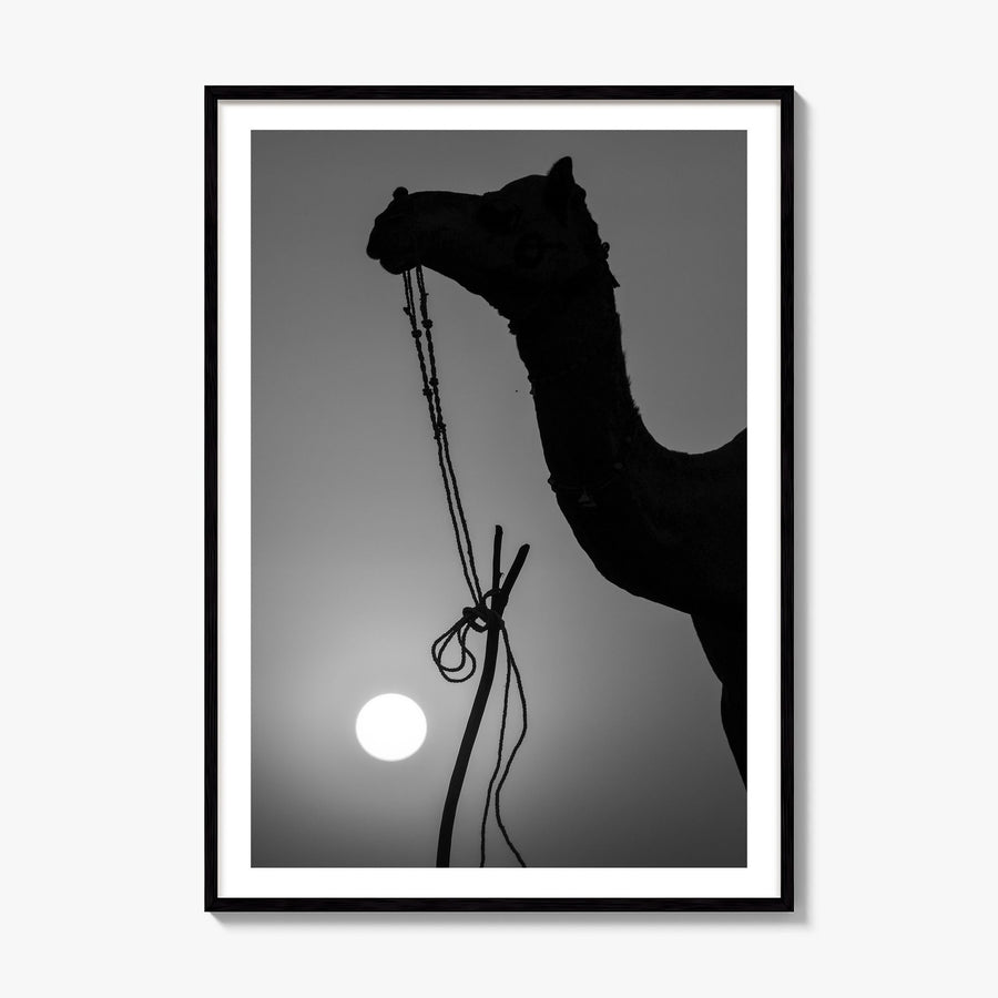 Camel Caravan Photo No 1 Poster, framed poster mockup, white border
