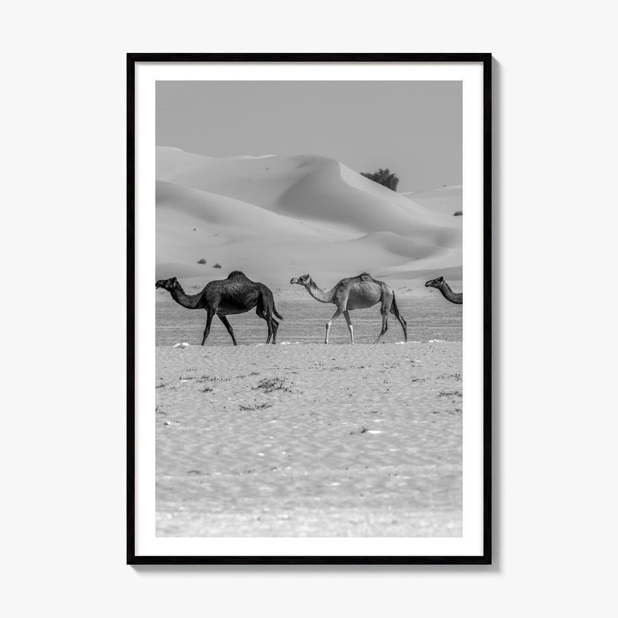 Camel Caravan Photo No 2 Poster, framed poster mockup, white border