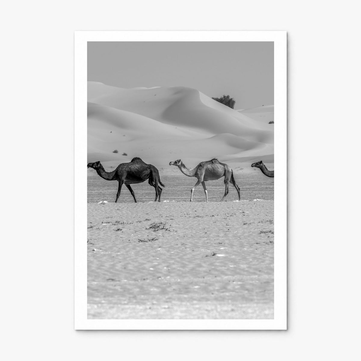 Camel Caravan Photo No 2 Poster, print only (unframed), white border
