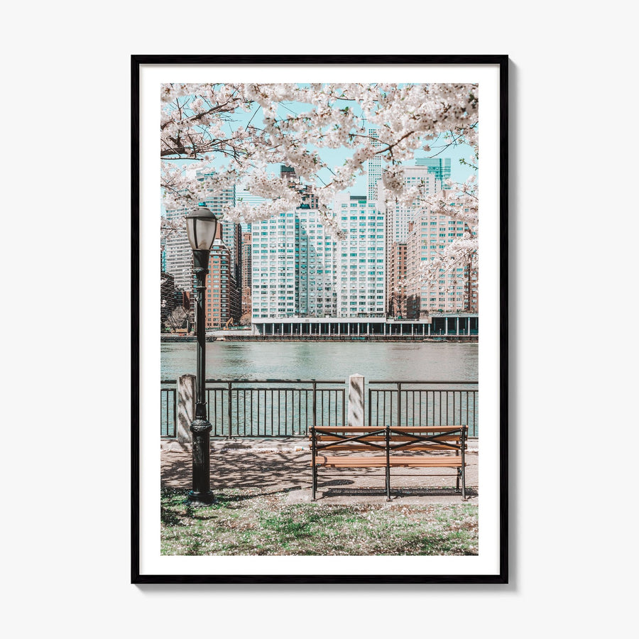 Cherry Blossoms Photo No 1 Poster, framed poster mockup, white border