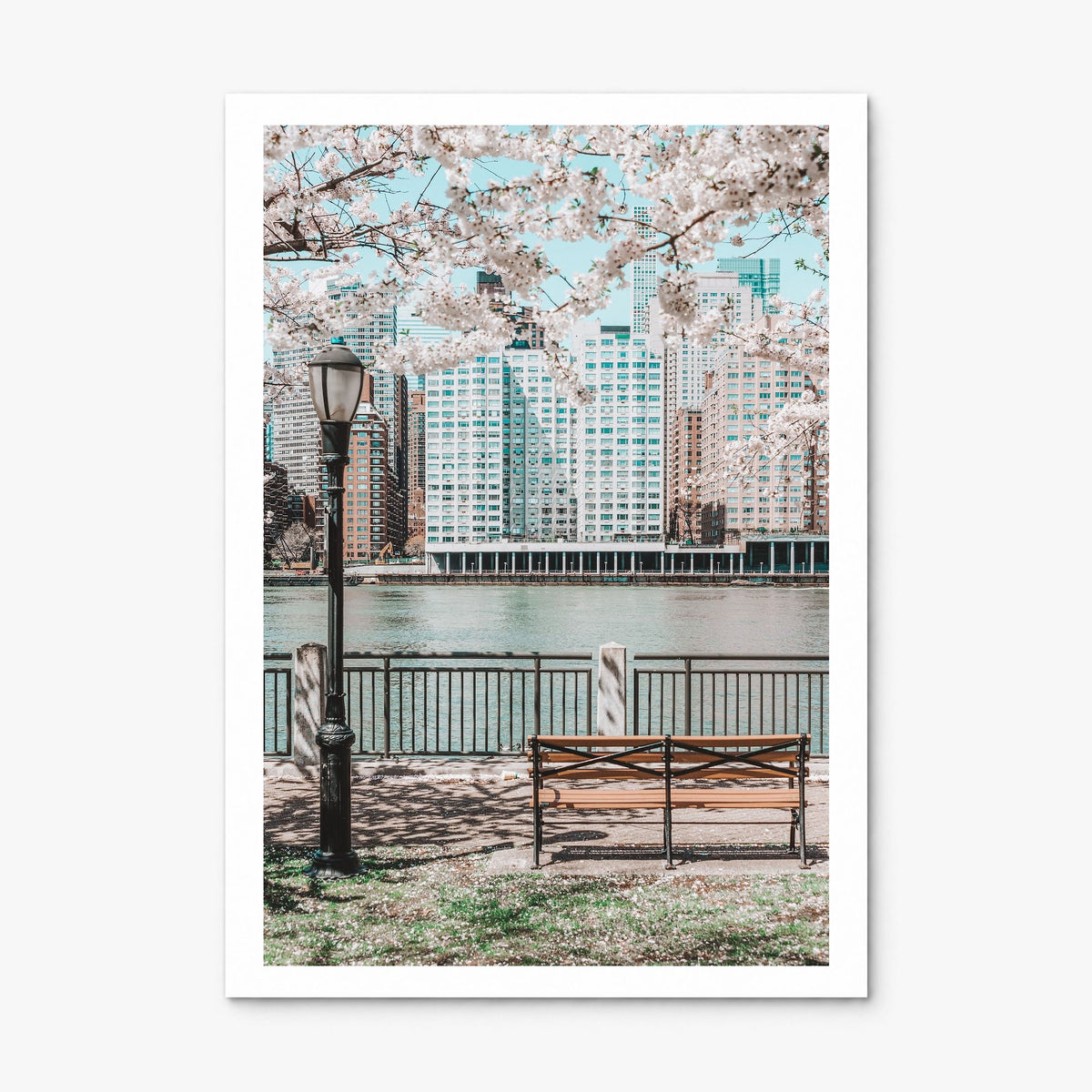 Cherry Blossoms Photo No 1 Poster, print only (unframed), white border