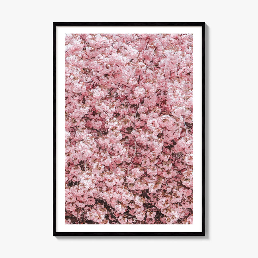 Cherry Blossoms Photo No 2 Poster, framed poster mockup, white border