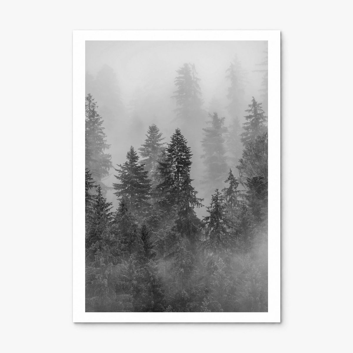 Cloudy Forest Photo No 1 Poster, print only (unframed), white border