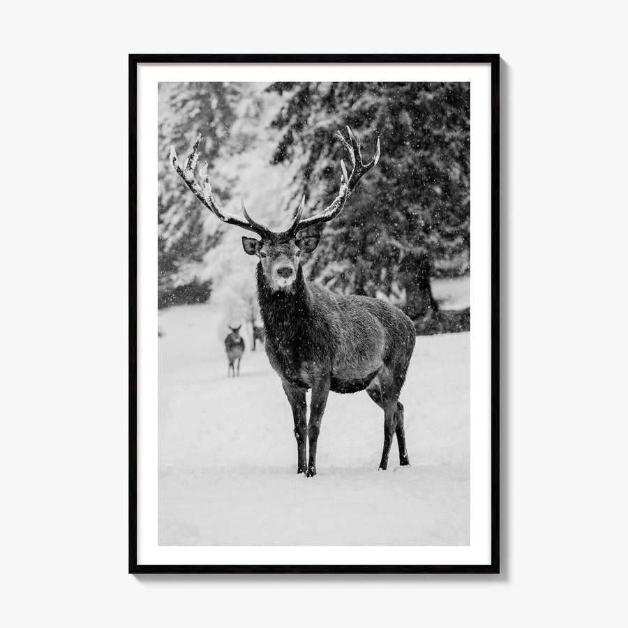Deer Photo Poster, framed poster mockup, white border