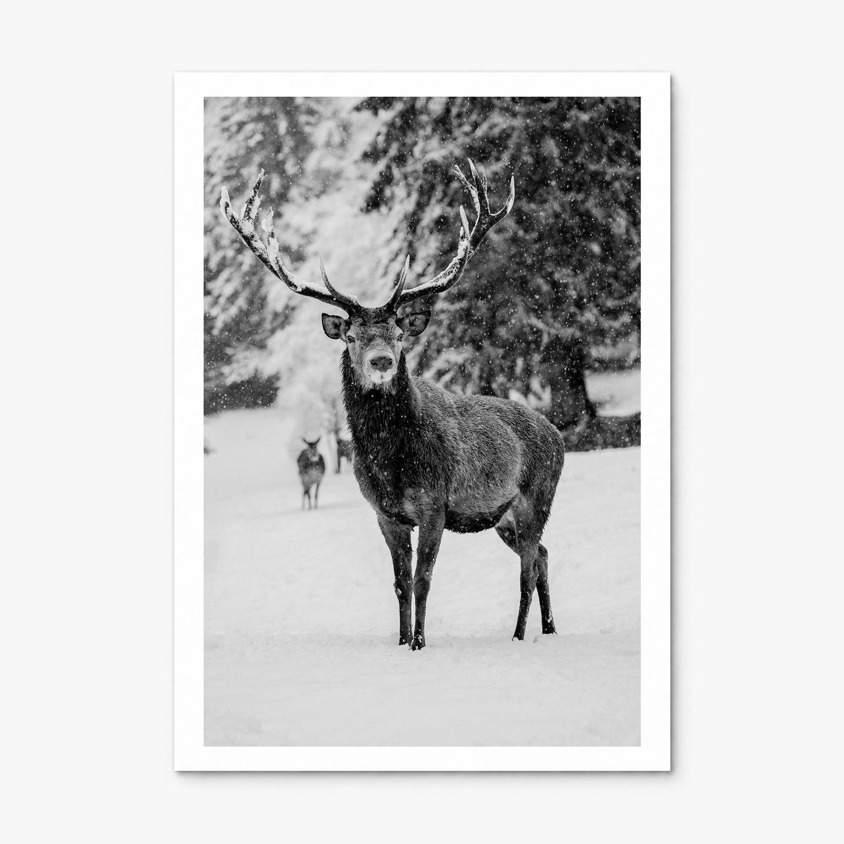 Deer Photo Poster, print only (unframed), white border