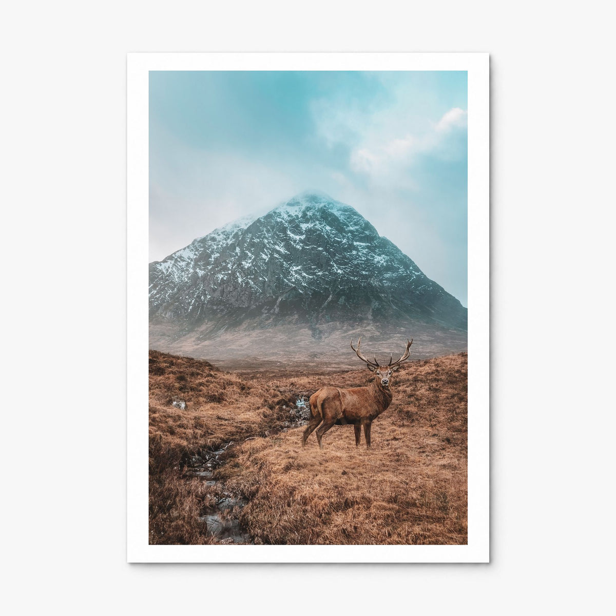 Deer Photo No 1 Poster, print only (unframed), white border