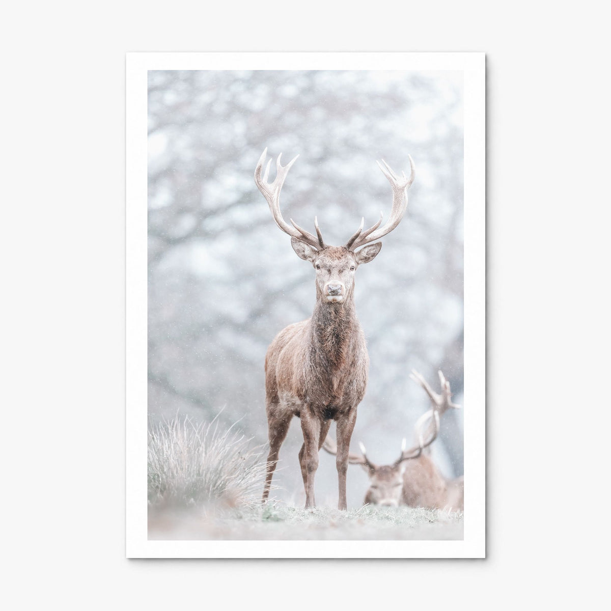 Deer Photo No 3 Poster, print only (unframed), white border