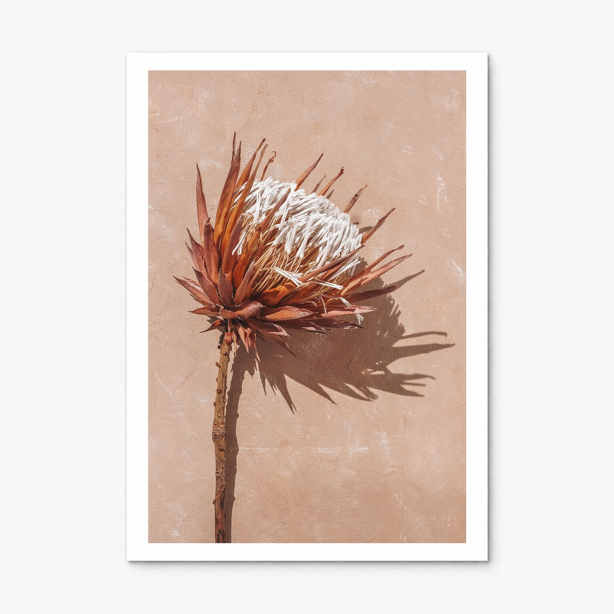 Dried Exotic Flower Photo Poster, print only (unframed), white border