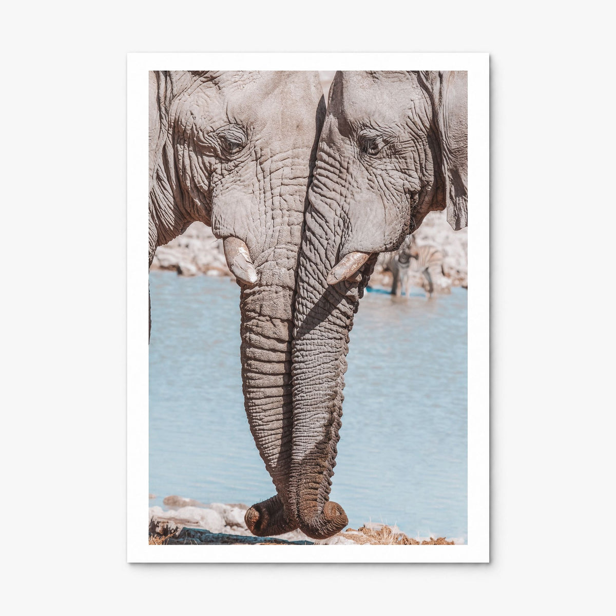 Elephant Couple Photo Poster, print only (unframed), white border