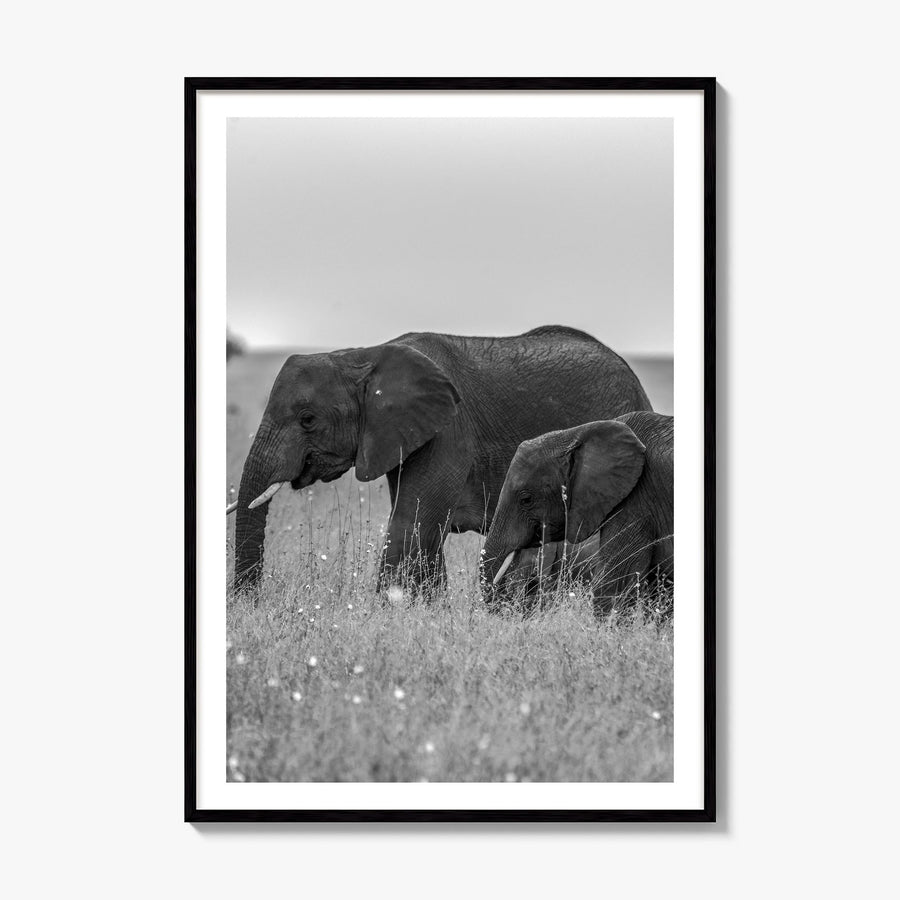 Elephant Photo No 1 Poster, framed poster mockup, white border