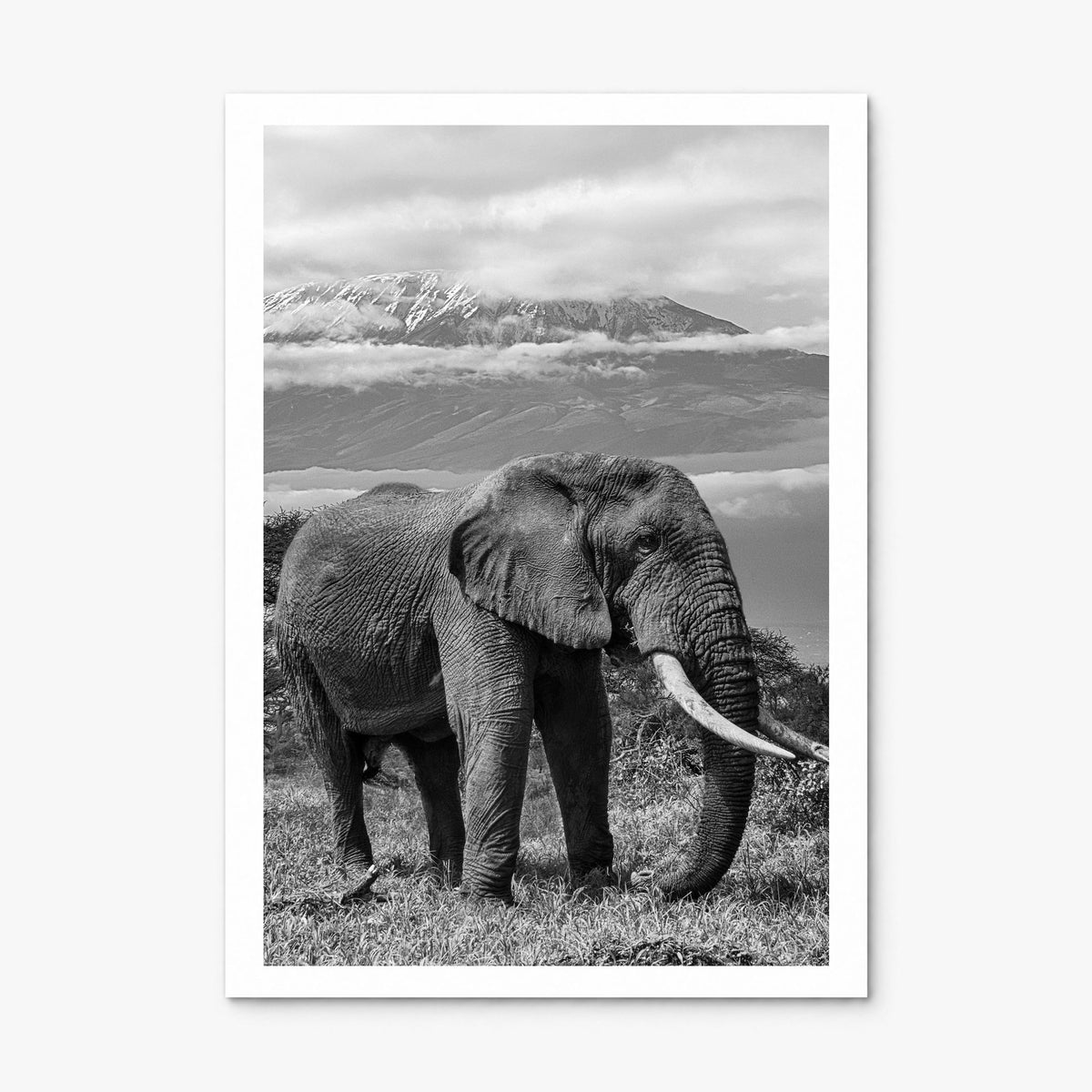 Elephant Photo No 2 Poster, print only (unframed), white border