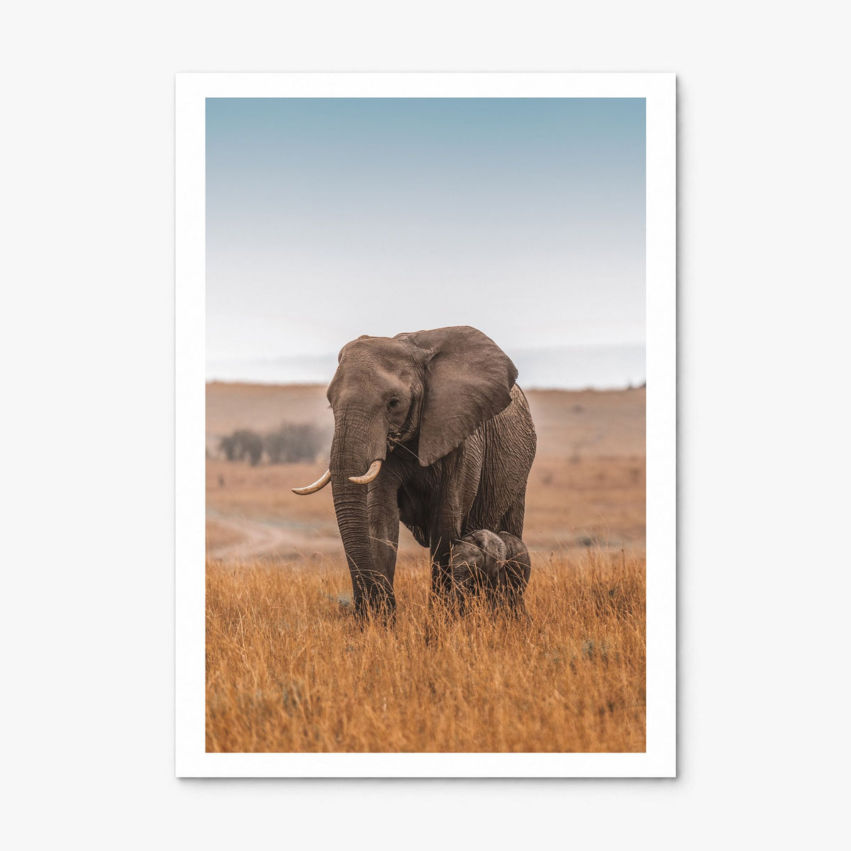 Elephant Photo No 2 Poster, print only (unframed), white border