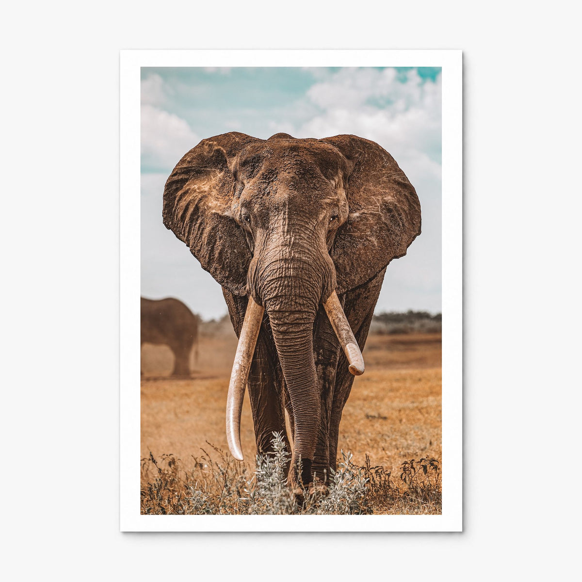 Elephant Photo No 3 Poster, print only (unframed), white border