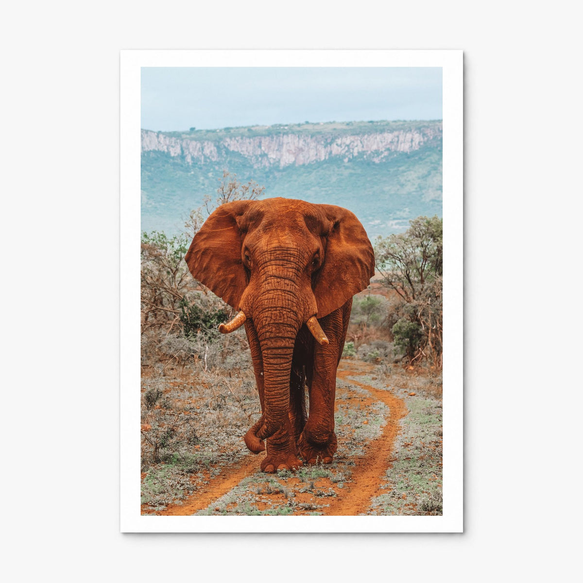 Elephant Photo No 4 Poster, print only (unframed), white border