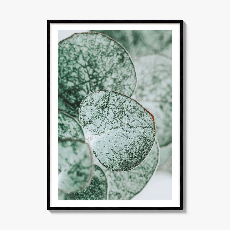 Eucalyptus Leaves Photo Poster, framed poster mockup, white border