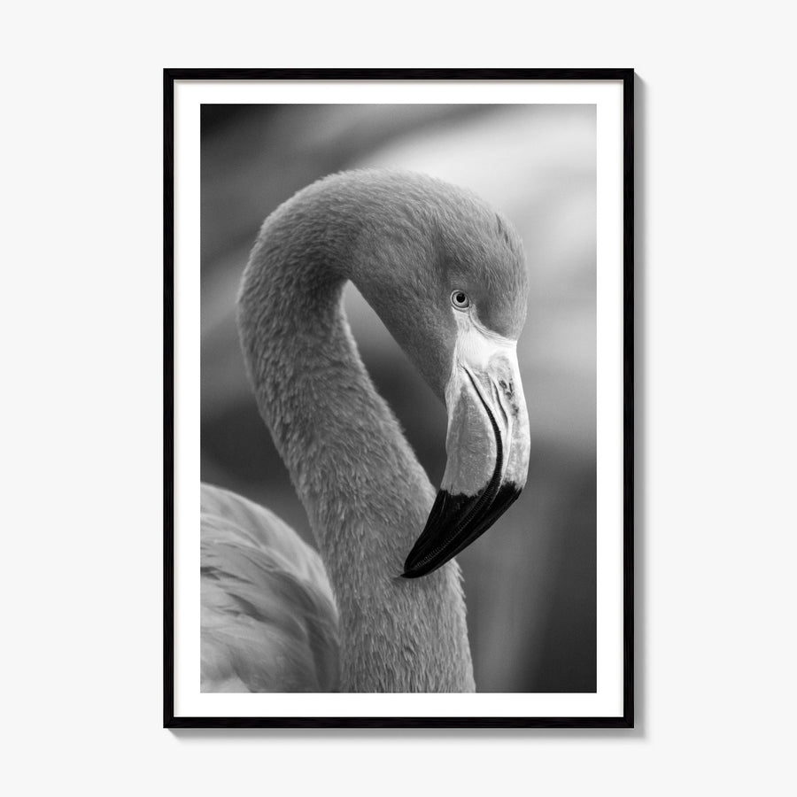 Flamingo Photo Poster, framed poster mockup, white border